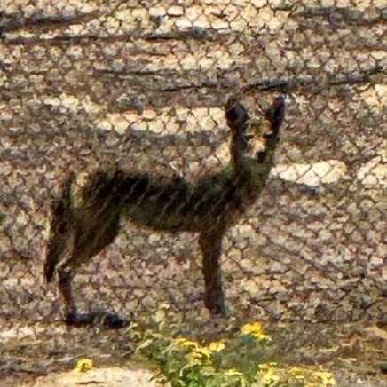 coyote bytor 1.jpg